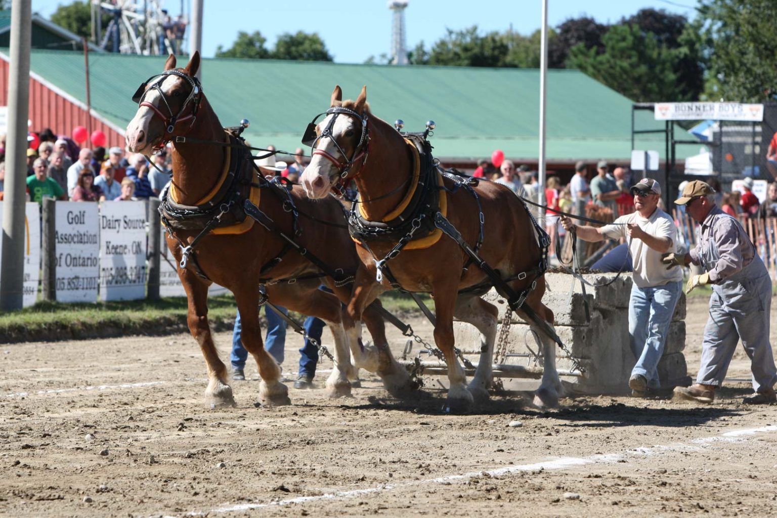 Heavy Horse Pull Uxbridge Fair