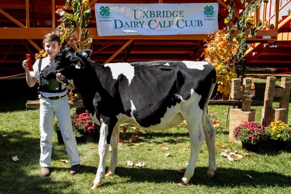 Dairy Cattle Show