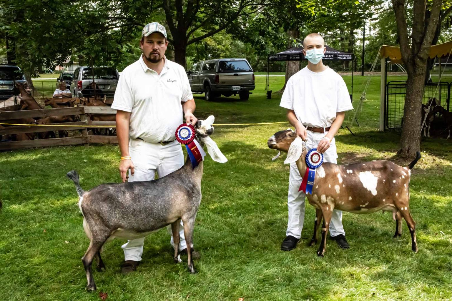 Goat Show Uxbridge Fair