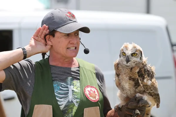 A Canadian Raptor Conservancy handler with a headset cups her ear to the crowd while a young great horned owl perches on her gloved hand.